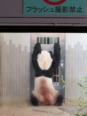 上野動物園_b0286966_13134954.jpg