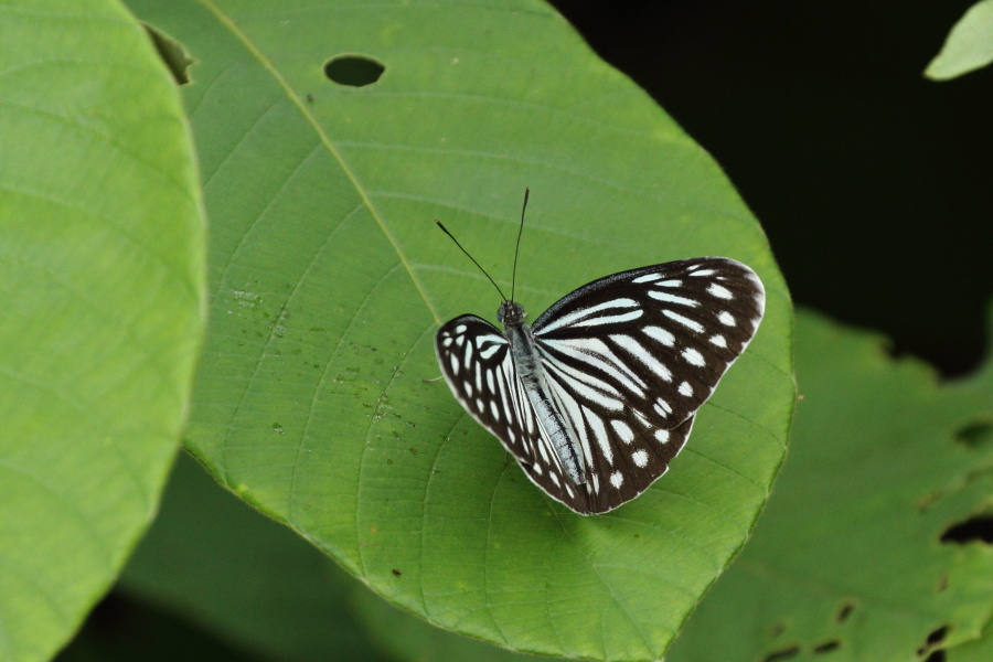 アナイスアサギシロチョウ ♀　（2012年11月1日）_e0272773_13385.jpg