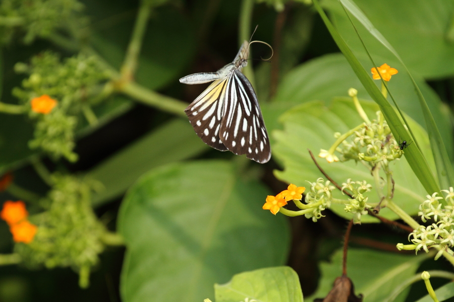 アナイスアサギシロチョウ ♀　（2012年11月1日）_e0272773_1355815.jpg