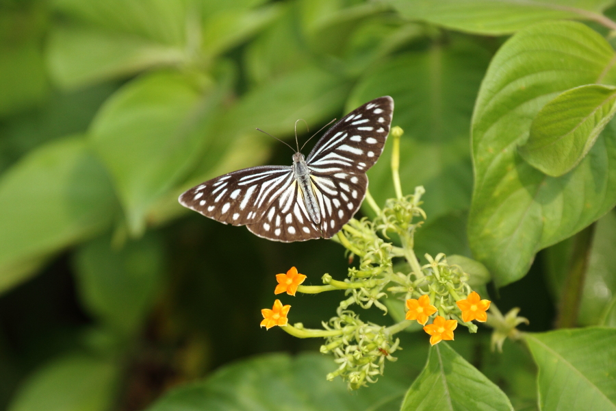 アナイスアサギシロチョウ ♀　（2012年11月1日）_e0272773_136379.jpg