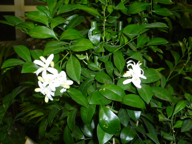 f0200477_23375483.jpg