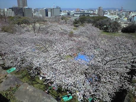 舞鶴の桜_b0005281_1757534.jpg