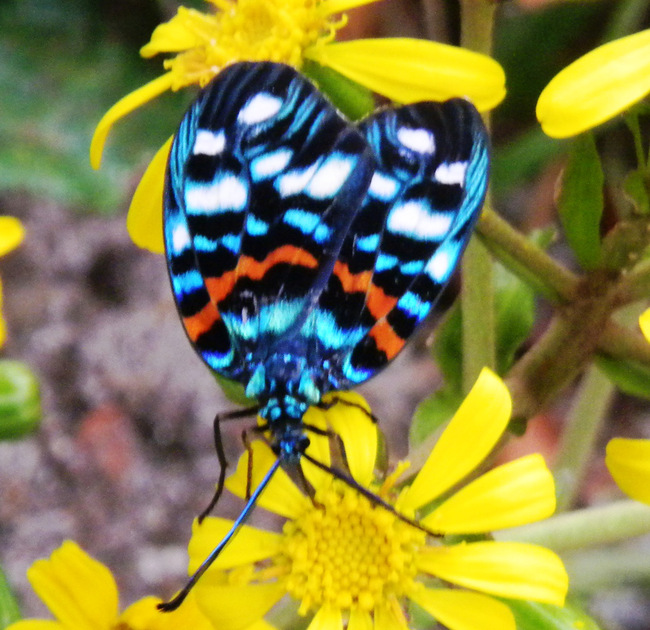 岩国錦帯橋観光情報 日本で一番美しい蛾です 写真見てください