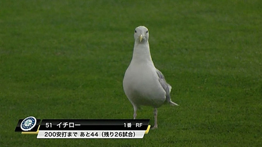 今日は拾った動物の画像でニヤニヤしようかな_e0166287_21162361.jpg