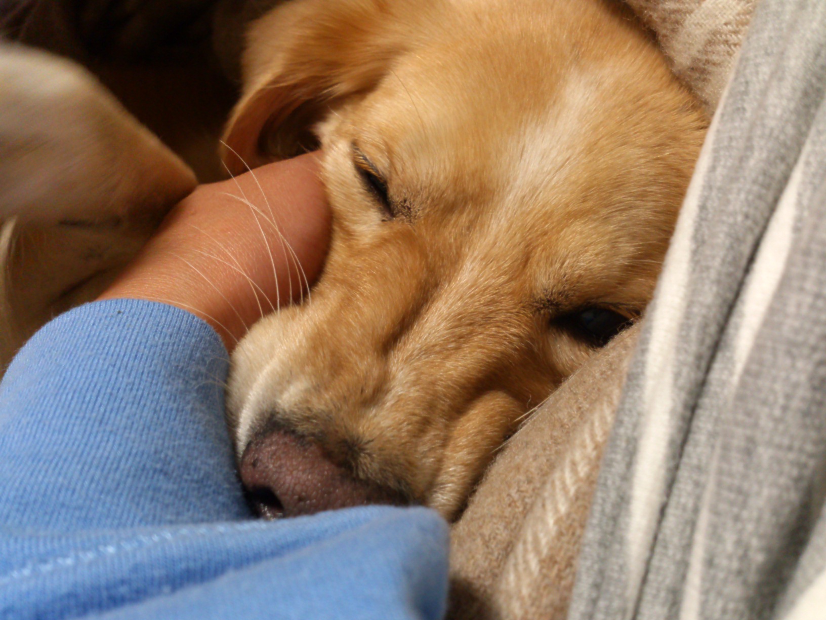 不細工な犬 犬っていいわぁ