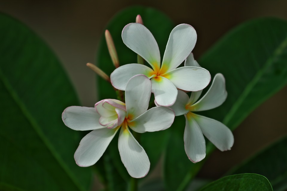南国の花「プルメリア」_d0248494_6402610.jpg