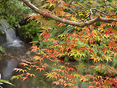 京都11月歳時記_d0116099_21193495.jpg