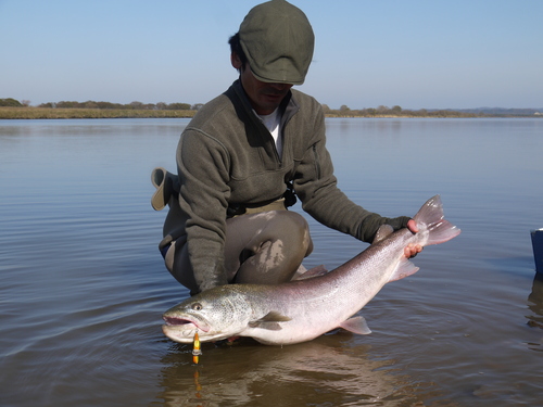 北大河 10月27日 穏やかな大河で97_b0110205_9145050.jpg