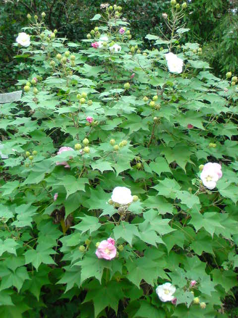 e0138916_1710929.jpg