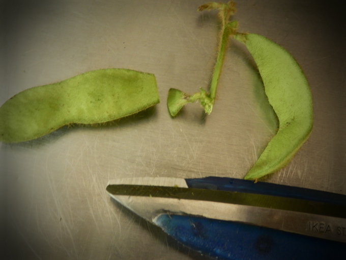 「自然農な お野菜」の販売始めました♪_a0125419_15531028.jpg