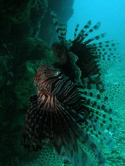 12.10.28 宜野湾沖で_b0100730_2145638.jpg