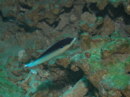 12.10.28 宜野湾沖で_b0100730_2149635.jpg