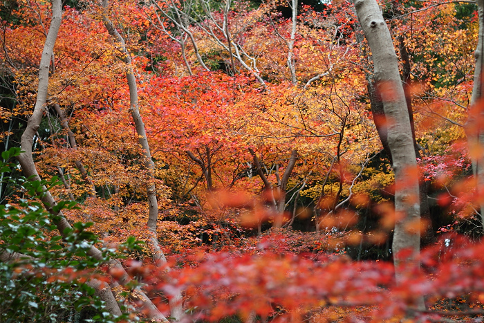 紅葉の嵯峨野巡り －湯どうふ ちくりん、祇王寺－_b0169330_032193.jpg