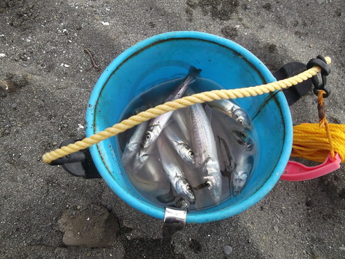 茅ヶ崎海岸散歩....ピンギスの投げ釣り盛況!_b0137932_10482555.jpg