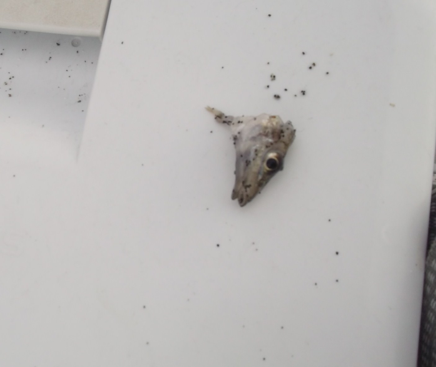 茅ヶ崎海岸散歩....ピンギスの投げ釣り盛況!_b0137932_10484651.jpg