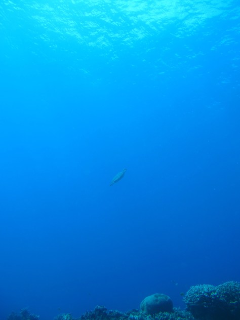 10月28日久しぶり、この天気と海でケラマダイビング_c0070933_22464038.jpg
