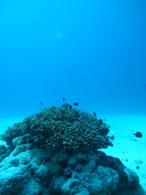 10月28日久しぶり、この天気と海でケラマダイビング_c0070933_22472295.jpg