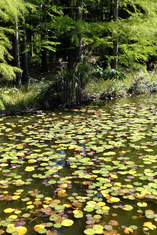 秋の寸景--神代植物公園にて_c0236843_13492440.jpg