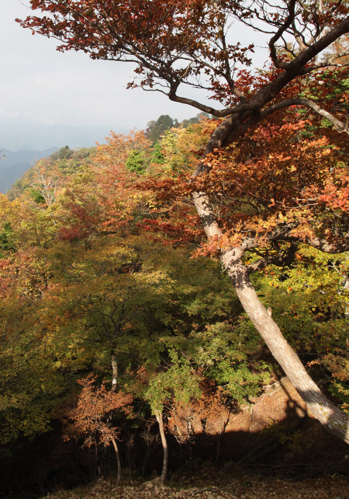 上北山村　大台ケ原　紅葉_c0108146_21133324.jpg