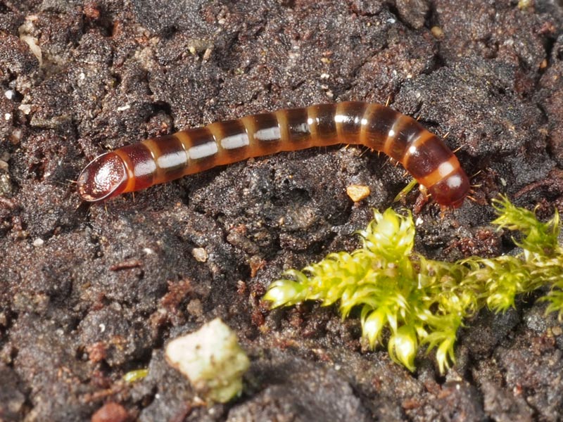 キマワリの幼虫 ３５０４ 小さき者たちの世界