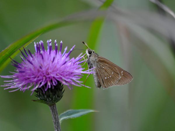 c0045352_17405339.jpg