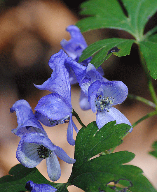 10月28日　晩秋の赤城自然園 名残の花その1_a0001354_21434022.gif