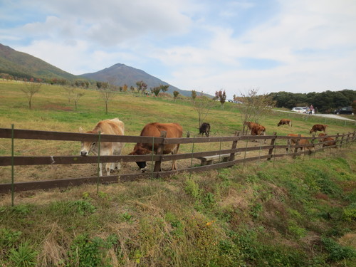 大山に行って来ました_c0223463_837219.jpg