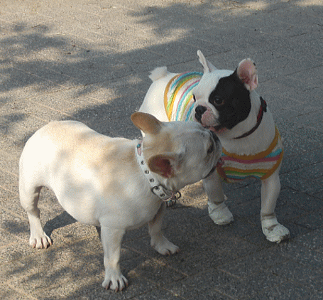d0152869_07146.gif