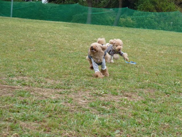 2012.10.28  飛行犬　_a0083571_2221041.jpg