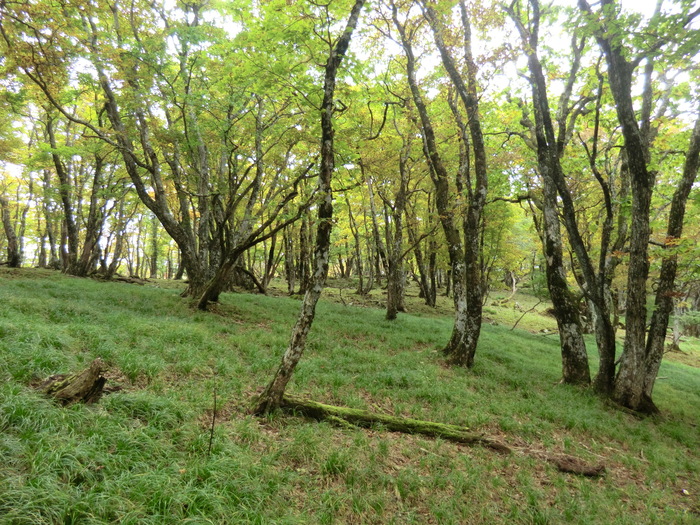 No249鈴鹿の最高峰・御池岳　鞍掛峠トンネルは通行止め_b0185573_9281177.jpg