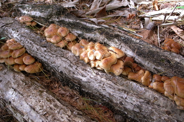 f0124378_2332249.jpg