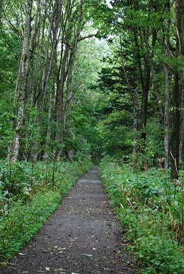 森の散歩道_a0133886_16313910.jpg