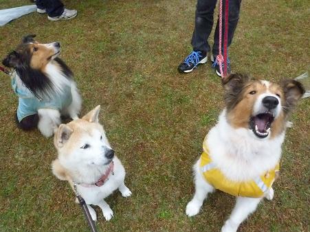 雨のレスキュードッグイベント_c0123890_21441649.jpg