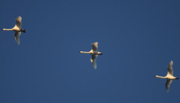 f0159390_1433537.jpg