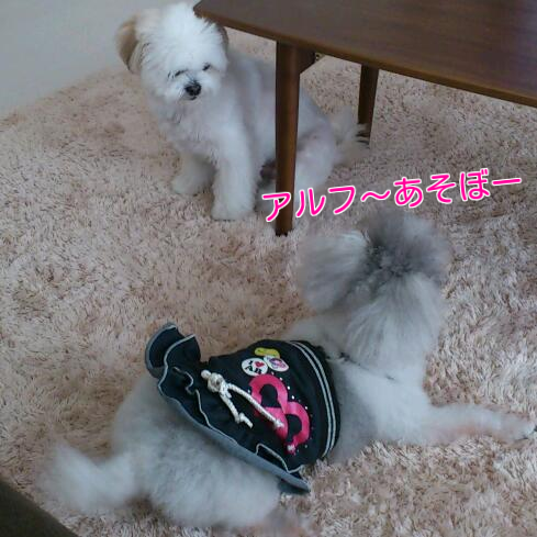 b0237894_7343486.png