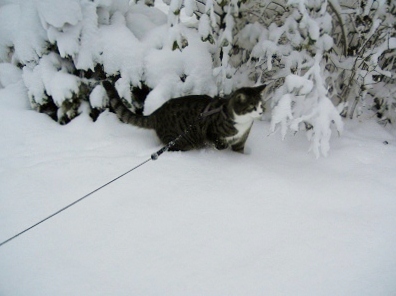 いきなり大雪、それでも散歩！_c0207698_213916100.jpg