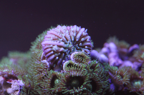 b0240608_20542385.gif