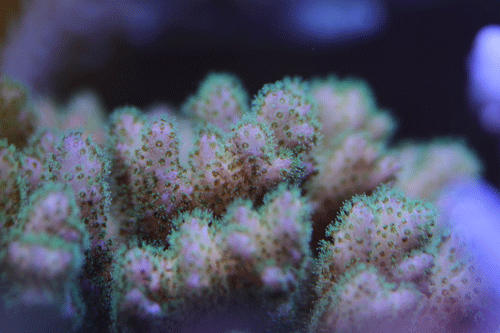 b0240608_20581069.gif