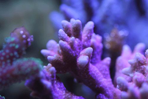 b0240608_2102015.gif