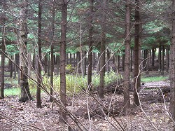 c0173813_21564645.jpg
