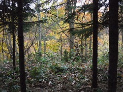 c0173813_2291454.jpg