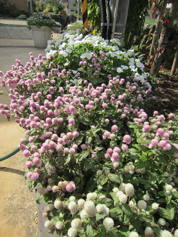 10月の庭_f0067514_16412817.jpg