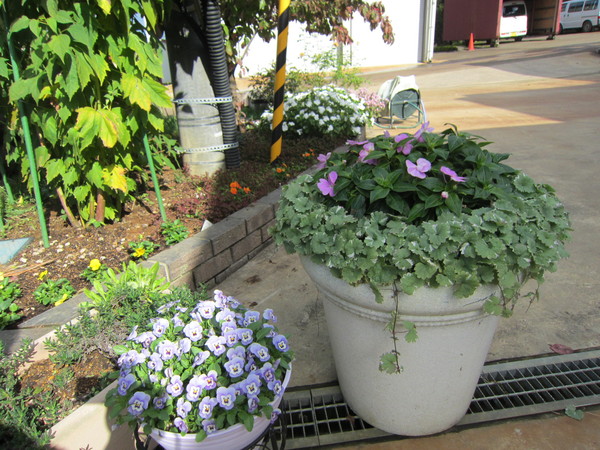10月の庭_f0067514_16455923.jpg