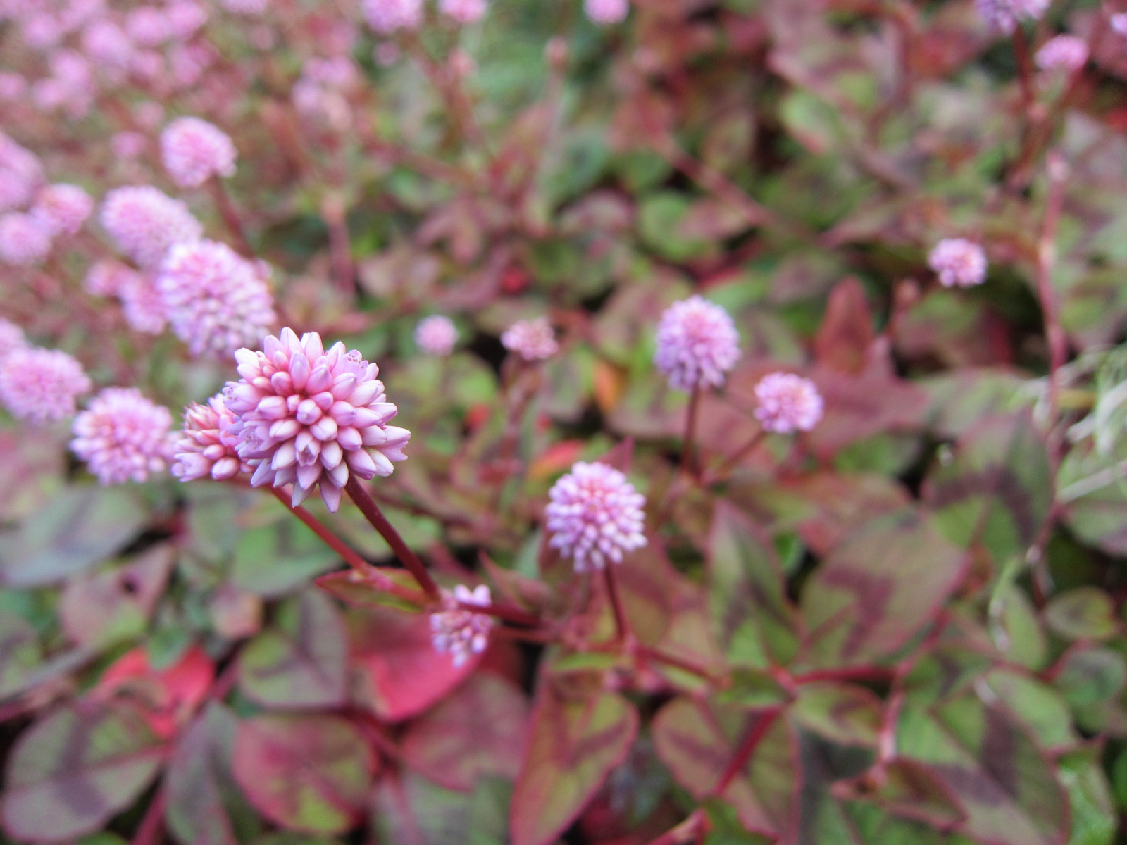 10月の庭_f0067514_1654439.jpg