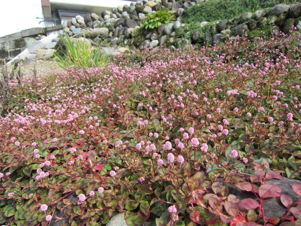 10月の庭_f0067514_16544586.jpg