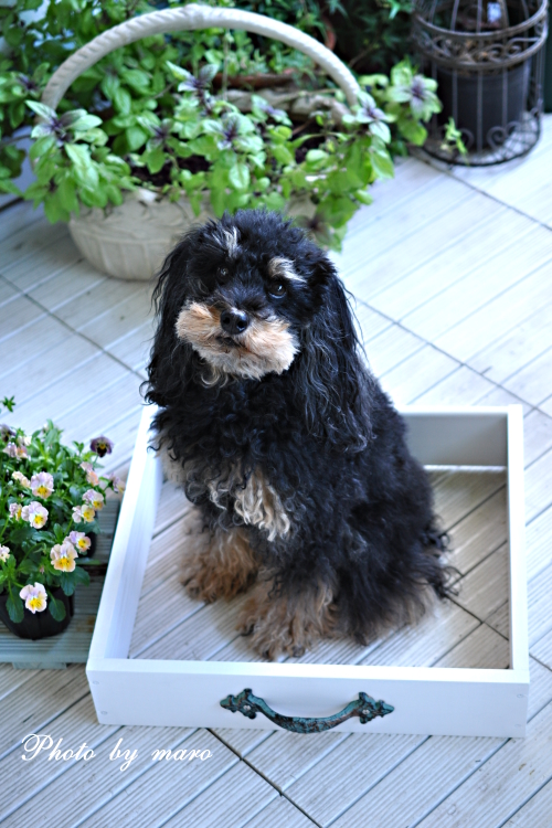 薔薇 パヴィヨン・ドゥ・プレイニー と 引き出しと麻呂犬ちゃん♪♪_e0160417_1891995.jpg