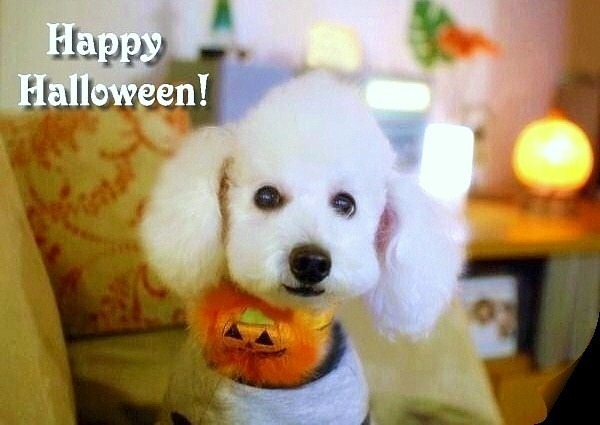 Halloween*2012_d0083623_05113.jpg