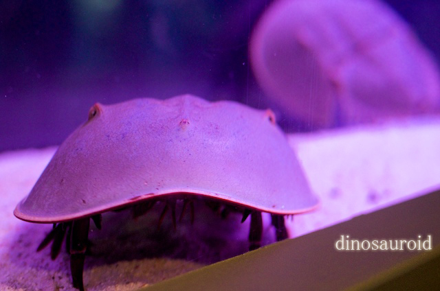 ハロウィーン　江ノ島水族館_c0093131_2225748.jpg