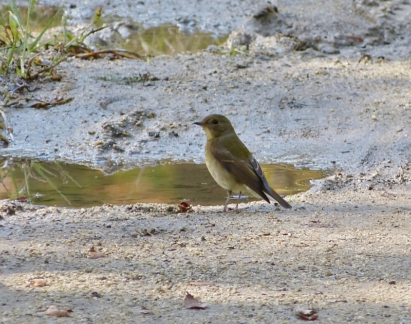 駆け足で鳥見～_c0107231_17162295.jpg