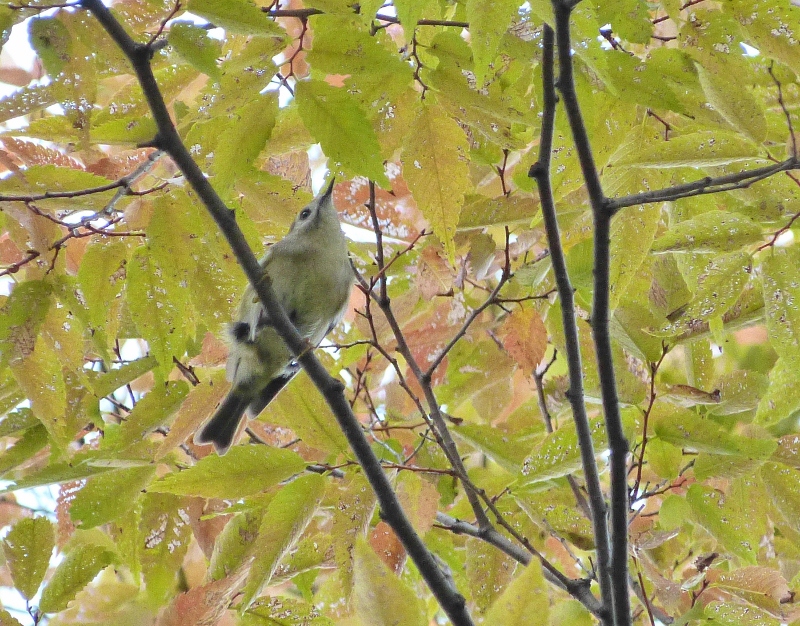 駆け足で鳥見～_c0107231_17235696.jpg